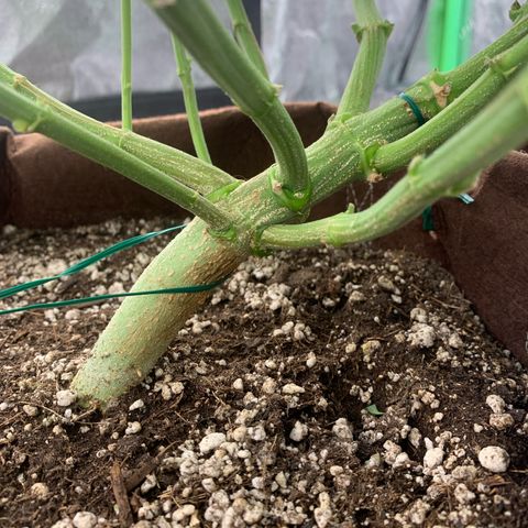 Big Hunk growlog timeline photo