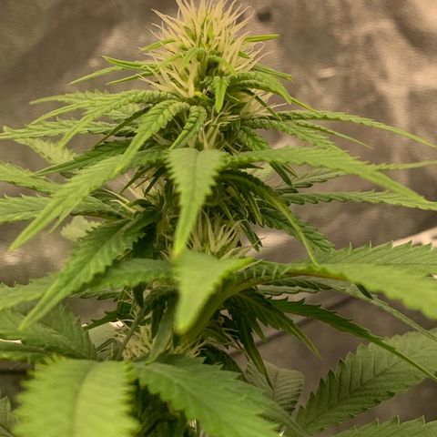 Big Hunk growlog timeline photo