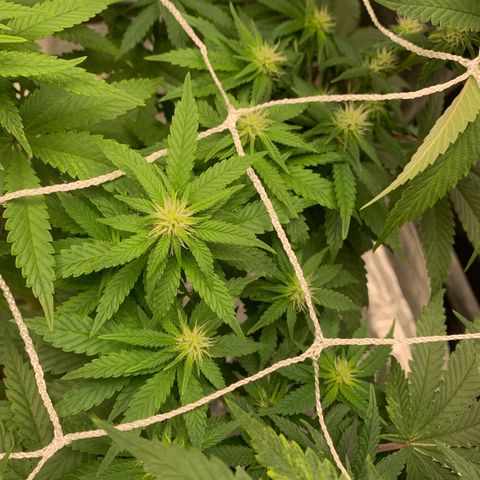 Big Hunk growlog timeline photo