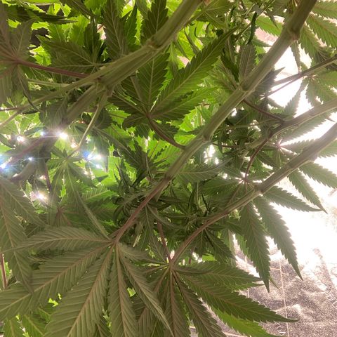 Big Hunk growlog timeline photo