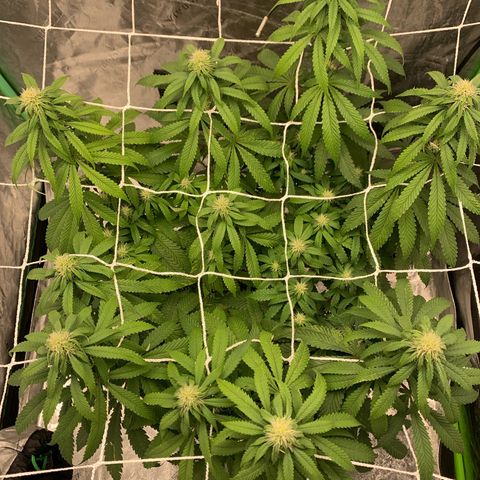 Big Hunk growlog timeline photo