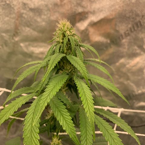 Big Hunk growlog timeline photo