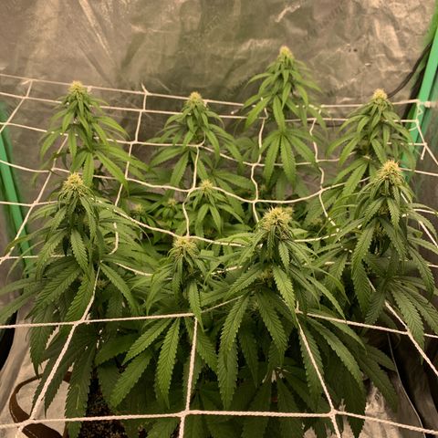 Big Hunk growlog timeline photo