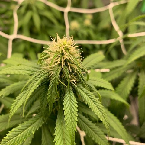Big Hunk growlog timeline photo