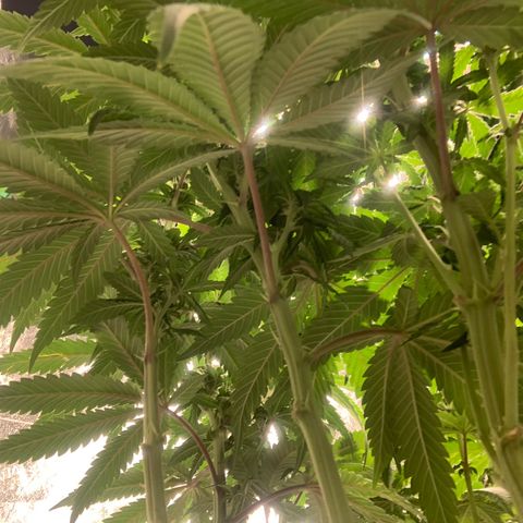 Big Hunk growlog timeline photo