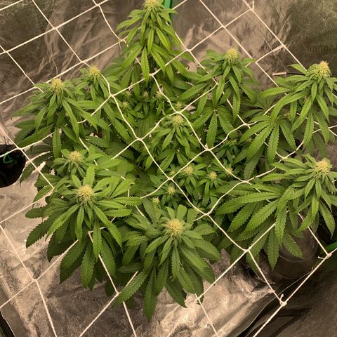Big Hunk growlog timeline photo