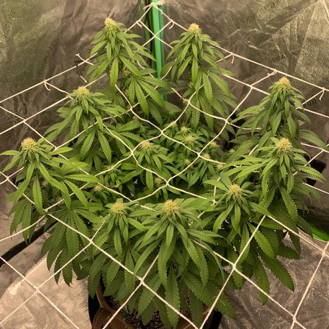Big Hunk growlog timeline photo