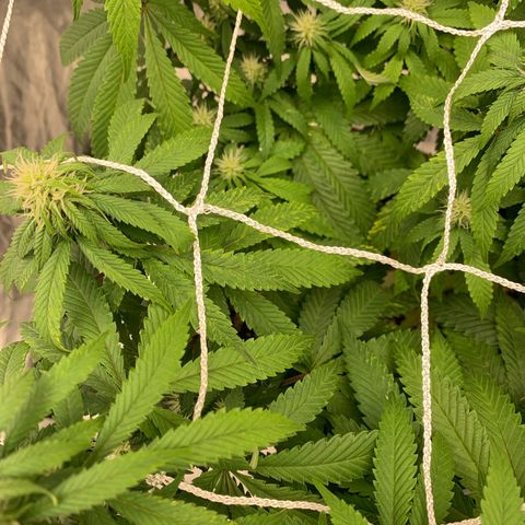Big Hunk growlog timeline photo