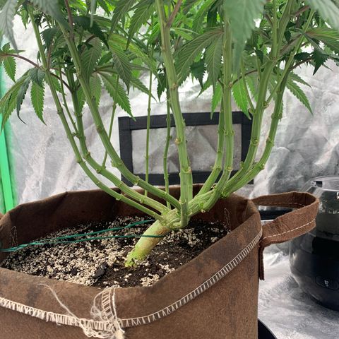 Big Hunk growlog timeline photo