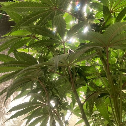 Big Hunk growlog timeline photo