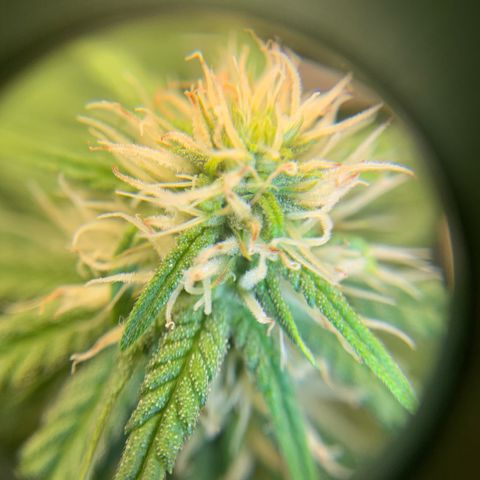 Big Hunk growlog timeline photo