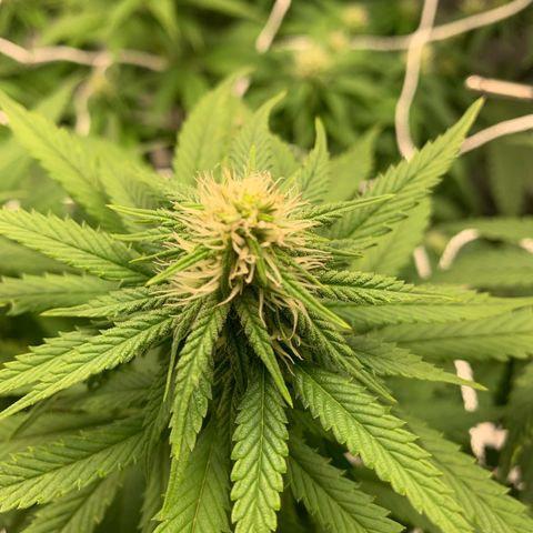 Big Hunk growlog timeline photo