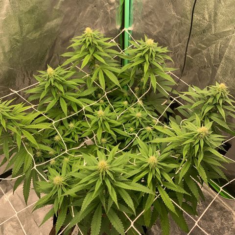 Big Hunk growlog timeline photo