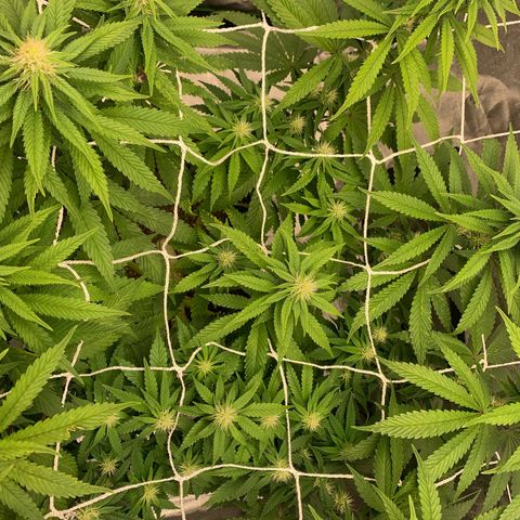 Big Hunk growlog timeline photo