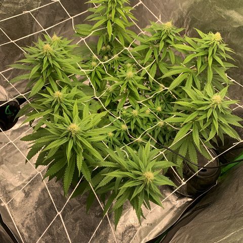 Big Hunk growlog timeline photo