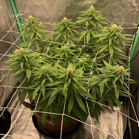 Big Hunk growlog timeline photo