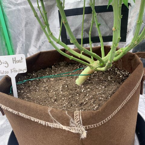 Big Hunk growlog timeline photo