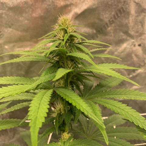 Big Hunk growlog timeline photo