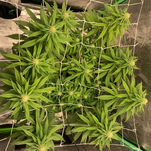 Big Hunk growlog timeline photo