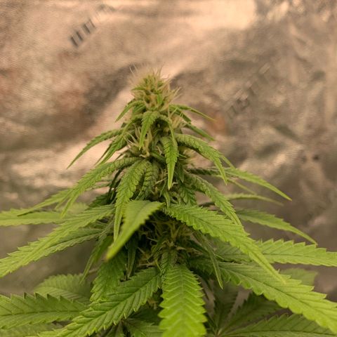Big Hunk growlog timeline photo