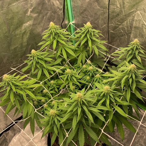 Big Hunk growlog timeline photo