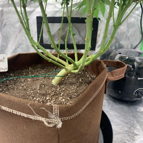 Big Hunk growlog timeline photo