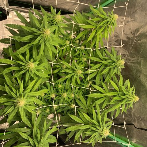 Big Hunk growlog timeline photo