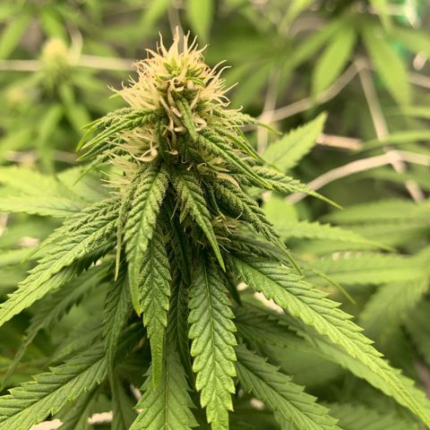 Big Hunk growlog timeline photo