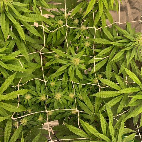Big Hunk growlog timeline photo