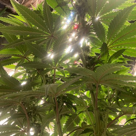 Big Hunk growlog timeline photo