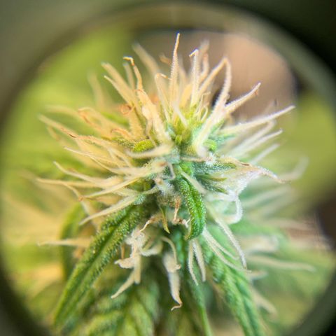 Big Hunk growlog timeline photo