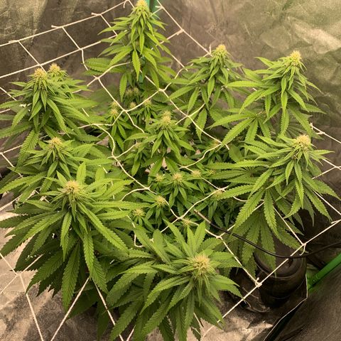 Big Hunk growlog timeline photo