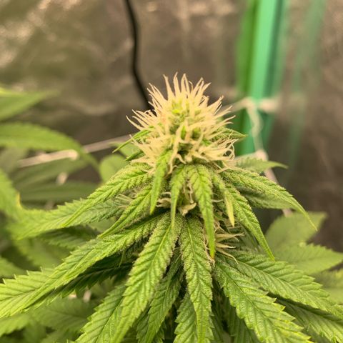 Big Hunk growlog timeline photo
