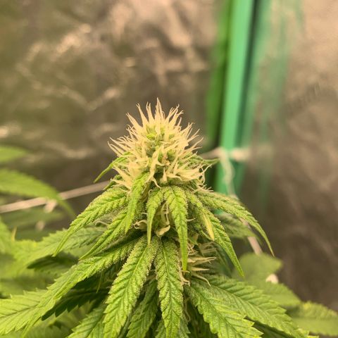 Big Hunk growlog timeline photo