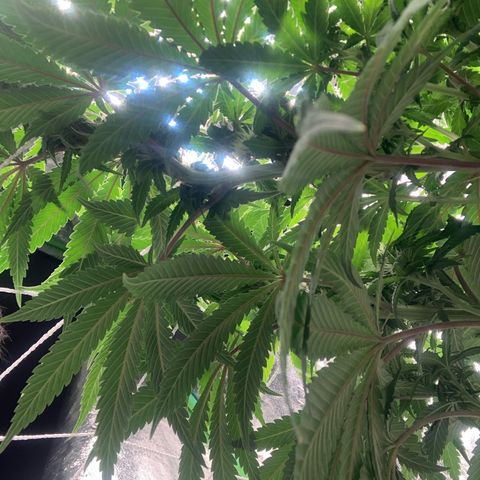 Big Hunk growlog timeline photo