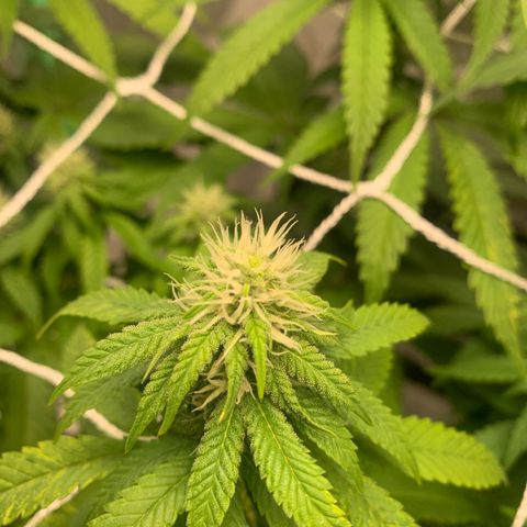 Big Hunk growlog timeline photo