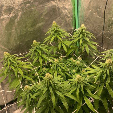 Big Hunk growlog timeline photo