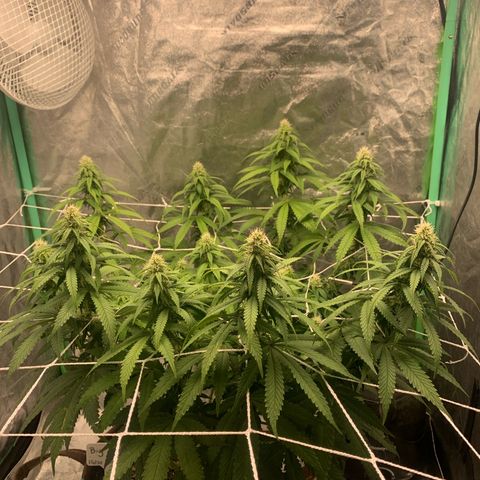Big Hunk growlog timeline photo