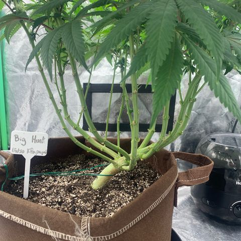 Big Hunk growlog timeline photo