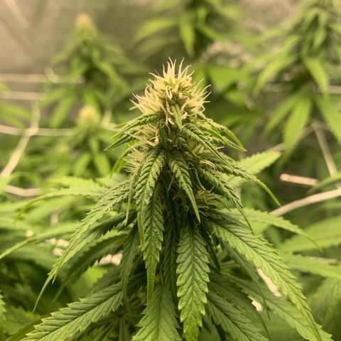Big Hunk growlog timeline photo