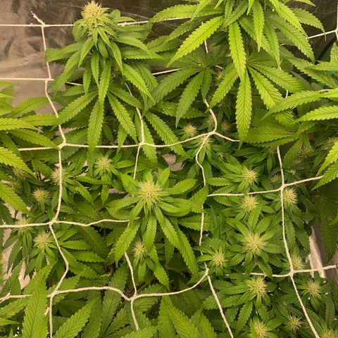 Big Hunk growlog timeline photo