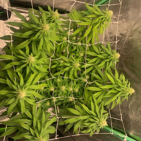Big Hunk growlog timeline photo