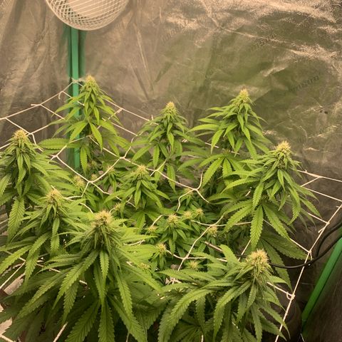 Big Hunk growlog timeline photo