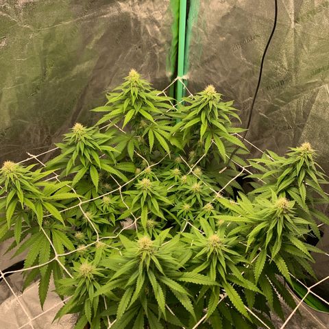 Big Hunk growlog timeline photo
