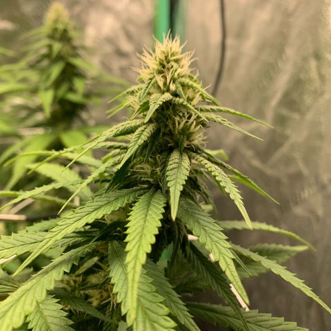 Big Hunk growlog timeline photo