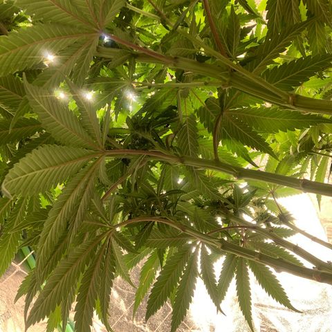 Big Hunk growlog timeline photo