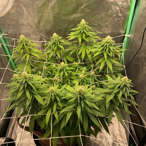 Big Hunk growlog timeline photo