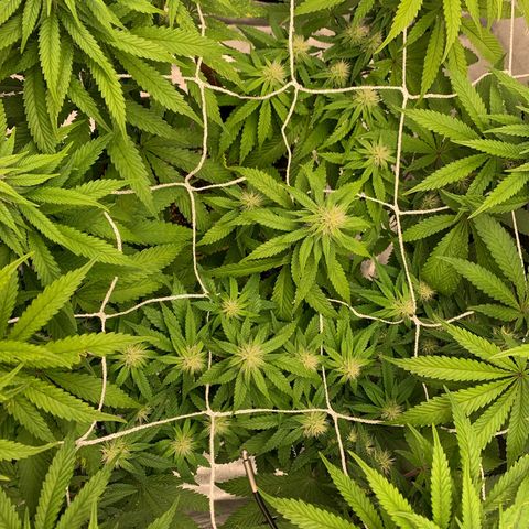 Big Hunk growlog timeline photo