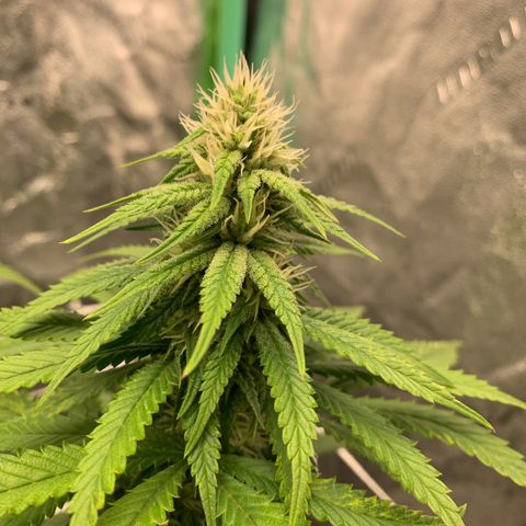 Big Hunk growlog timeline photo