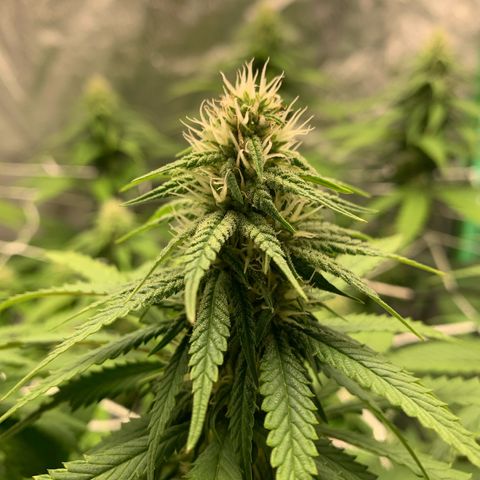 Big Hunk growlog timeline photo